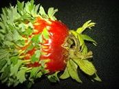 Как да расте ягоди от семена в домашни условия - съвети, които обичам моята градина