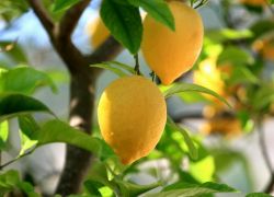 Как да расте един лимон от камък