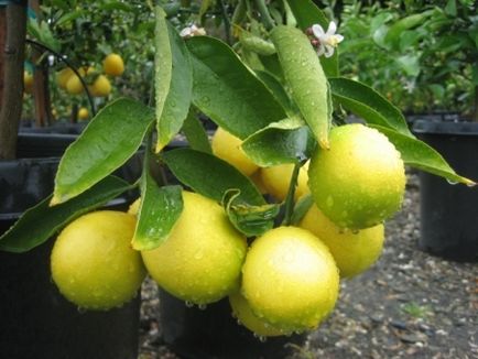 Как да расте един лимон от костите у дома с плодове