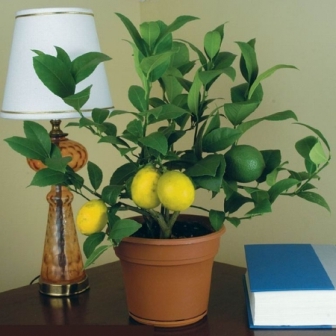 Как да расте един лимон от костите у дома с плодове
