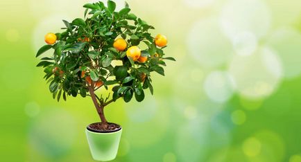 Как да расте едно лимоново дърво от камък