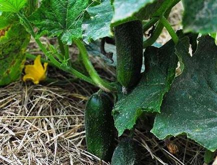 Как да расте добра реколта от краставици - 9 доказани съвети - растителен свят