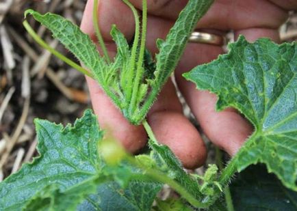 Как да расте добра реколта от краставици - 9 доказани съвети - растителен свят