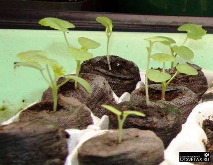 Как да расте семена петуния у дома