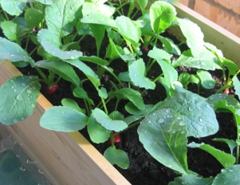 Как да расте репички - трикове голям реколта, аз обичам моята градина