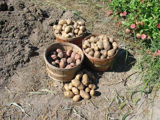 Как да се отглеждат картофи кофа от един храст
