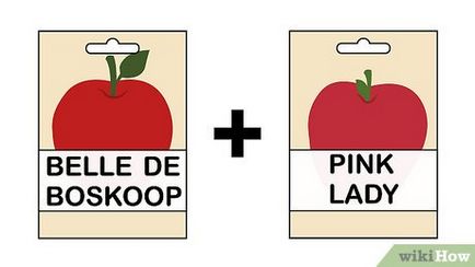 Как да расте едно ябълково дърво от семена