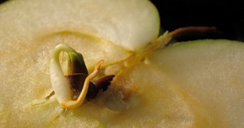 Как да расте едно ябълково дърво от семена в домашни условия