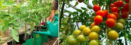 Как да се загрява вода доматите