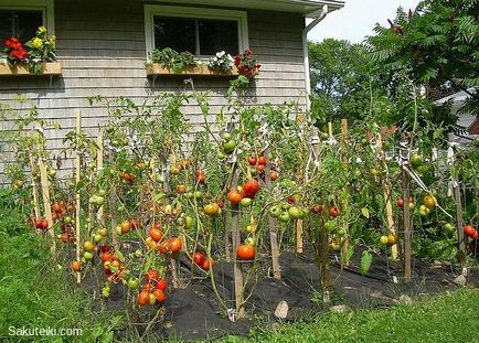 Как да се загрява вода доматите