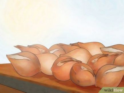 Как да съхранявате луковици на лалета
