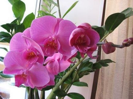 Как да стигнем орхидея да цъфти методи за стимулация