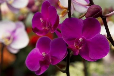 Как да стигнем орхидея да цъфти методи за стимулация