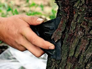 Как да изсъхне дърво, химически унищожаване на дървета
