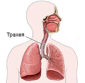 Кашлица с трахеит (сух остатък) лечение при деца и възрастни