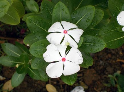 Catharanthus ampelnye - расте от семена картина catharanthus цветни catharanthus - грижи у дома