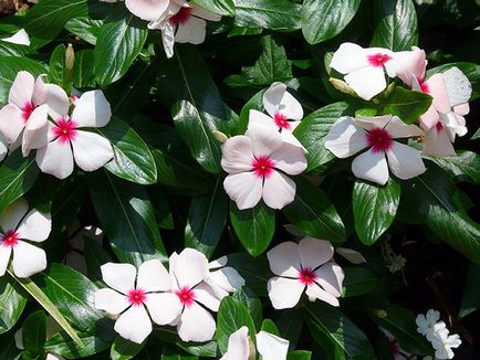 Catharanthus ampelnye - расте от семена картина catharanthus цветни catharanthus - грижи у дома