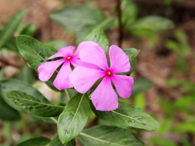 Catharanthus ampelnye расте от семена, засаждане и грижи в дома на открито