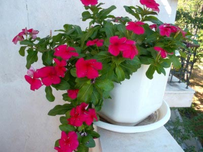 Catharanthus ampelnye расте от семена в домашни условия