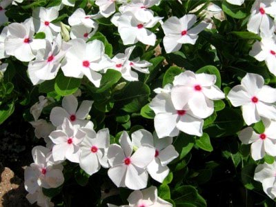 Catharanthus ampelnye расте от семена в домашни условия