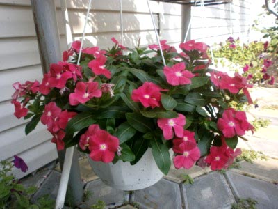 Catharanthus ampelnye расте от семена в домашни условия