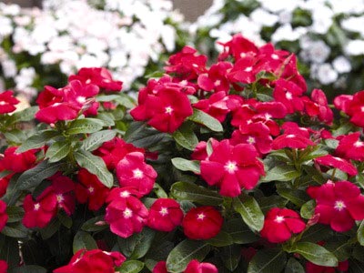 Catharanthus ampelnye расте от семена в домашни условия