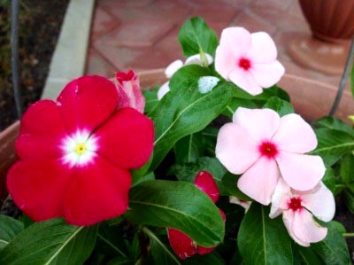 Catharanthus ampelnye расте от семена в домашни условия