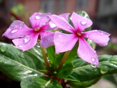 Catharanthus ampelnye расте от семена в домашни условия