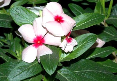 Catharanthus ampelnye расте от семена в домашни условия