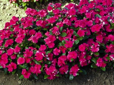 Catharanthus ampelnye расте от семена в домашни условия