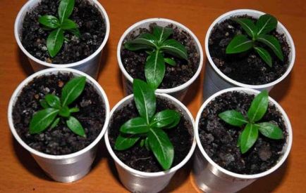 Catharanthus - расте от семена у дома със снимки и видео