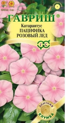 Catharanthus - расте от семена у дома със снимки и видео