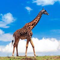 Защо мечтата на жираф