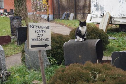 Гробище за домашни любимци в Москва, официалният Гробище за домашни любимци снимката Химки