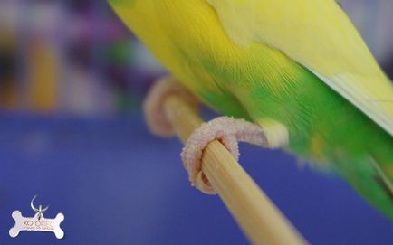 Клещи вълнисто папагалче, отколкото лечение 