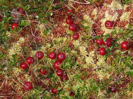 Cranberry как и къде да расте, когато са отгледани, когато узреят, сезон в България