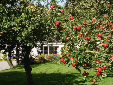 Когато е по-добре да ябълкови дървета растения - пролет или есен от това доколко до завод ябълкови дървета