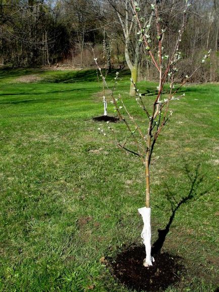 Когато е по-добре да ябълкови дървета растения - пролет или есен от това доколко до завод ябълкови дървета