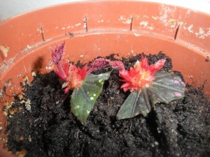 Begonia цвете грижи стая и репродукция в дома със снимки