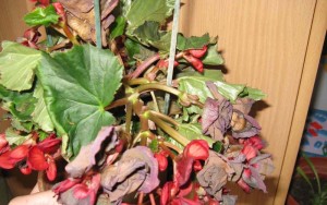 Begonia цвете грижи стая и репродукция в дома със снимки