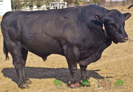 Hornless hornless крава - това е, което прегледа и картините
