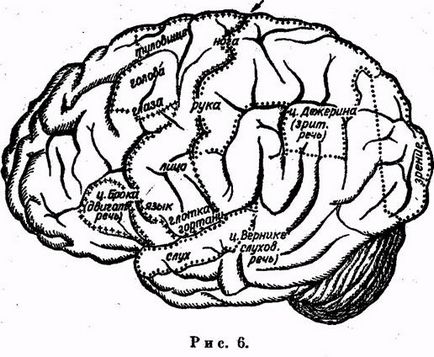 Мозъчната кора на мозъка