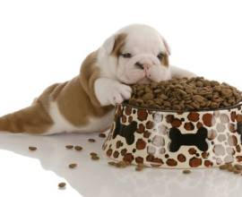куче хранене след раждането хранителни и диетични правила
