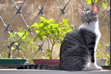 Бразилският късокосместа котка описание порода, характер, видео