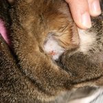 Котката надраскани с рани по шията, но не и бълхи, защо силно и постоянно ближе, отколкото лечение, kotizm