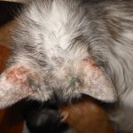 Котката надраскани с рани по шията, но не и бълхи, защо силно и постоянно ближе, отколкото лечение, kotizm