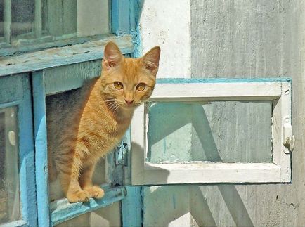 Котка върху прозореца, или опасно, отколкото котка падане от височина