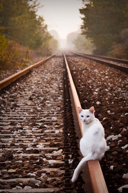 влак Cat