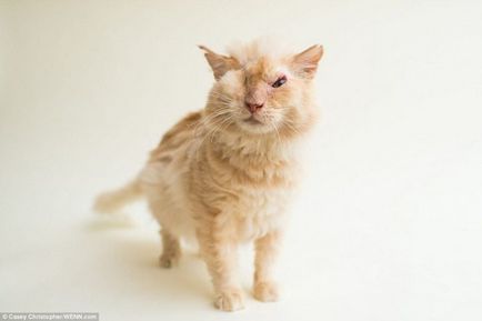 Котки, които са загубили един или двете очи