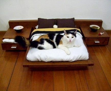 Котка Къща за аристократични котки